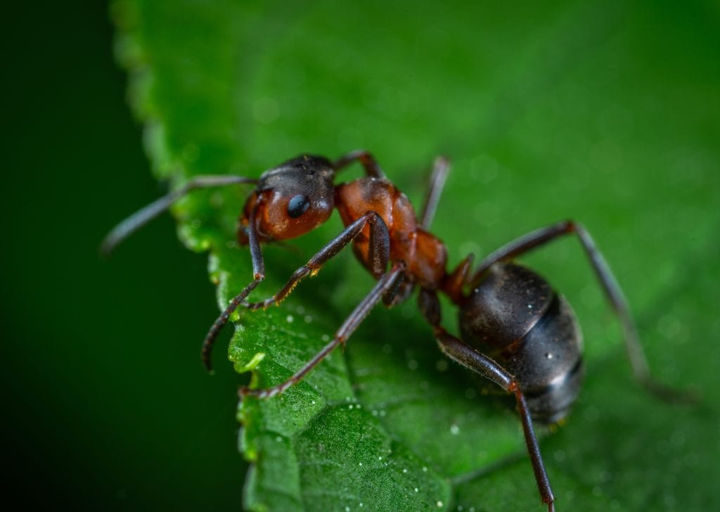 Eine Ameise auf einem Blatt, Insekten