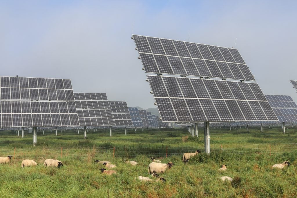 Ausbau von Solarenergie: Schafe in Solarpark