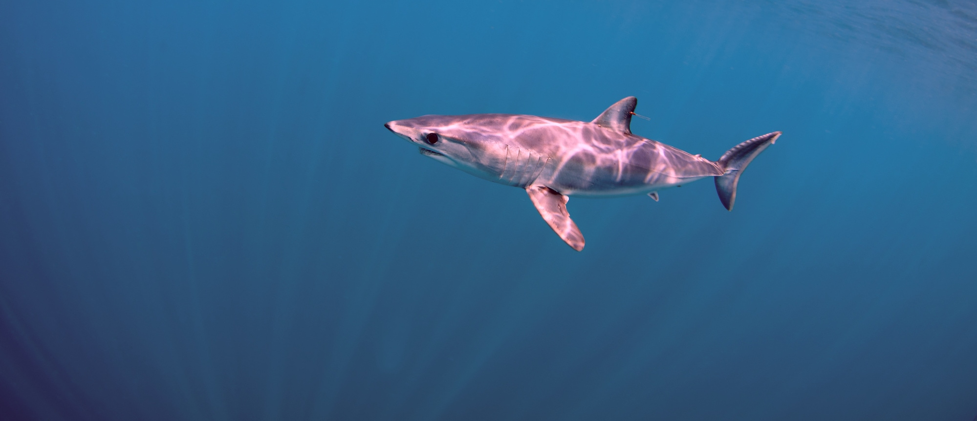 Good nEws Flash: Makohai | Bild: Depositphotos
