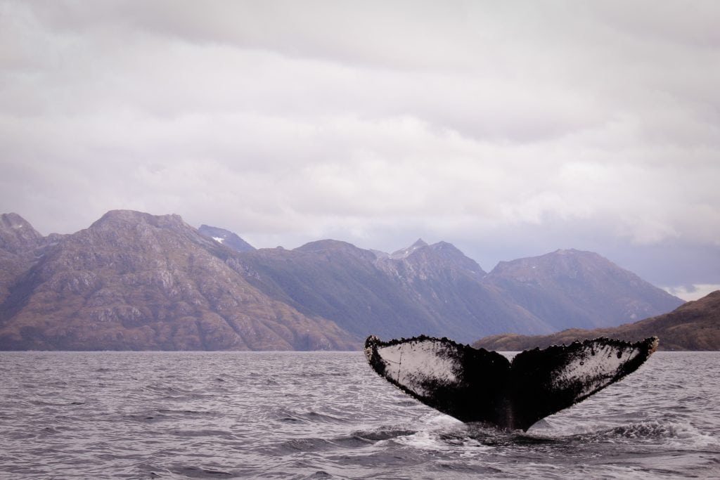 Die Bojen sollen Wale vor der chilenischen Küste schützen. 