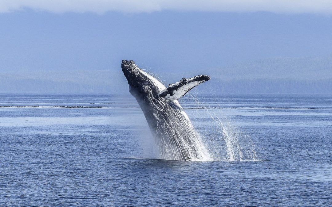 So schützen Bojen Wale vor Zusammenstößen mit Schiffen