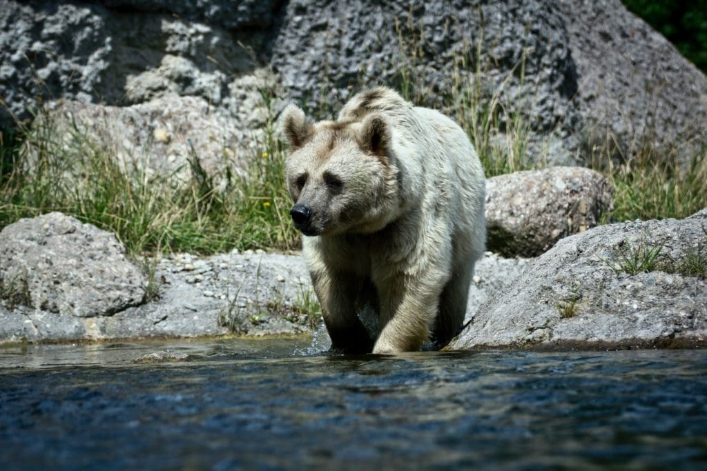 Wildtiere laut Wildlife Comeback Report zurück in Europa