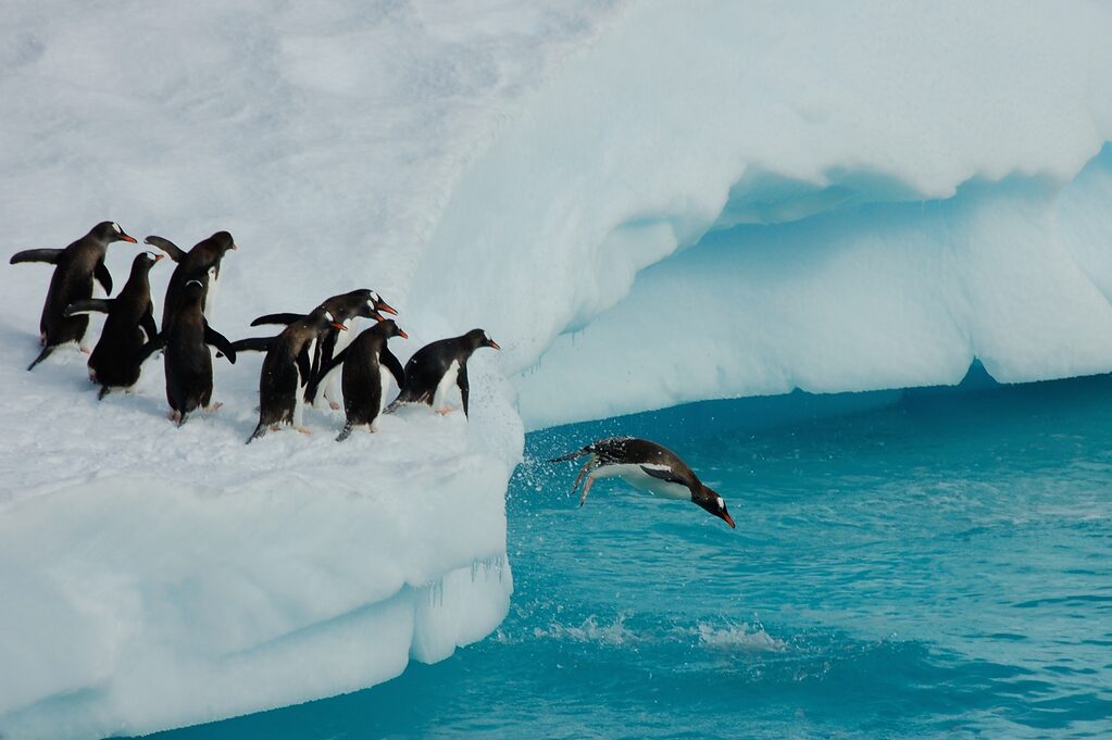 Good News Magazin Print Ausgabe 1 - Fehlerkultur: Pinguin