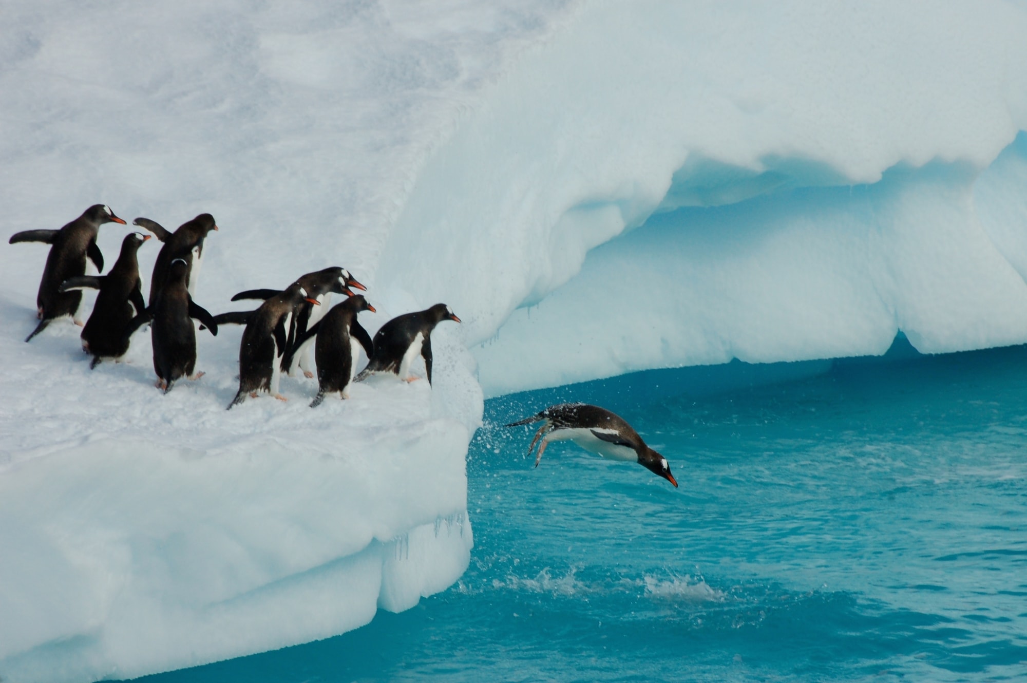 Good News Magazin Print Ausgabe 1 - Fehlerkultur: Pinguin