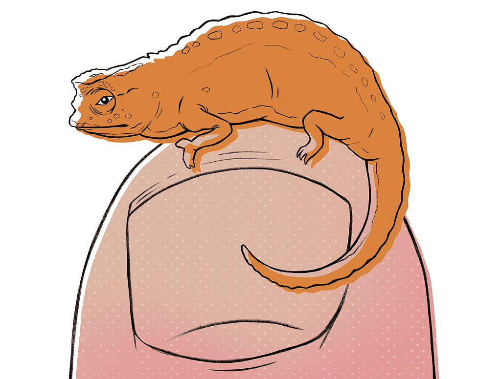 mini chamaeleon