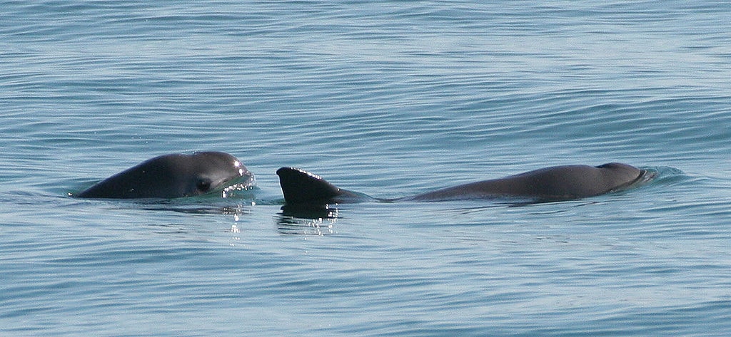 Vaquita Schweinswal