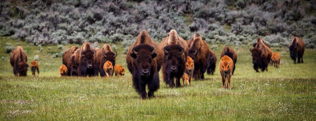 Bison-Herde