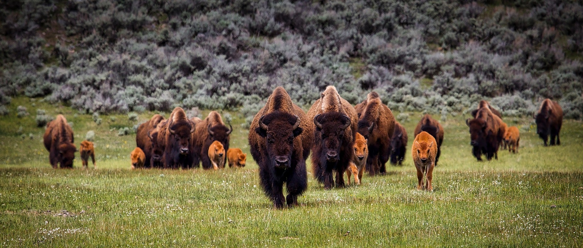Bison-Herde