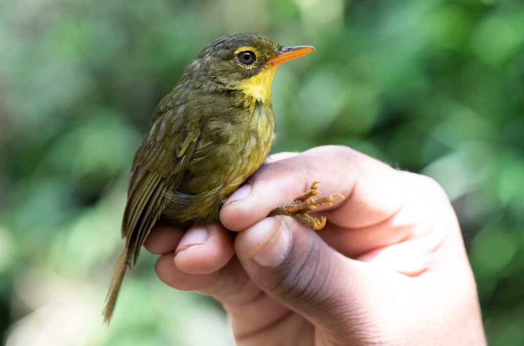 Eine Hand hält den Dusky Tetraka Vogel