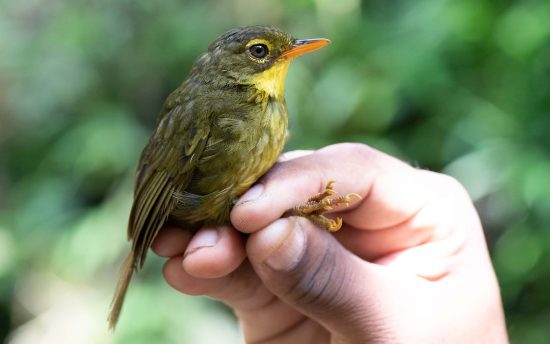 Verschollene Vogelart nach 24 Jahren wiederentdeckt