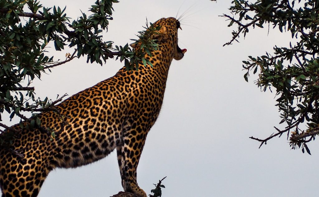 Jaguar, der oben auf einem Baum steht und in die Luft brüllt. Artenvielfalt