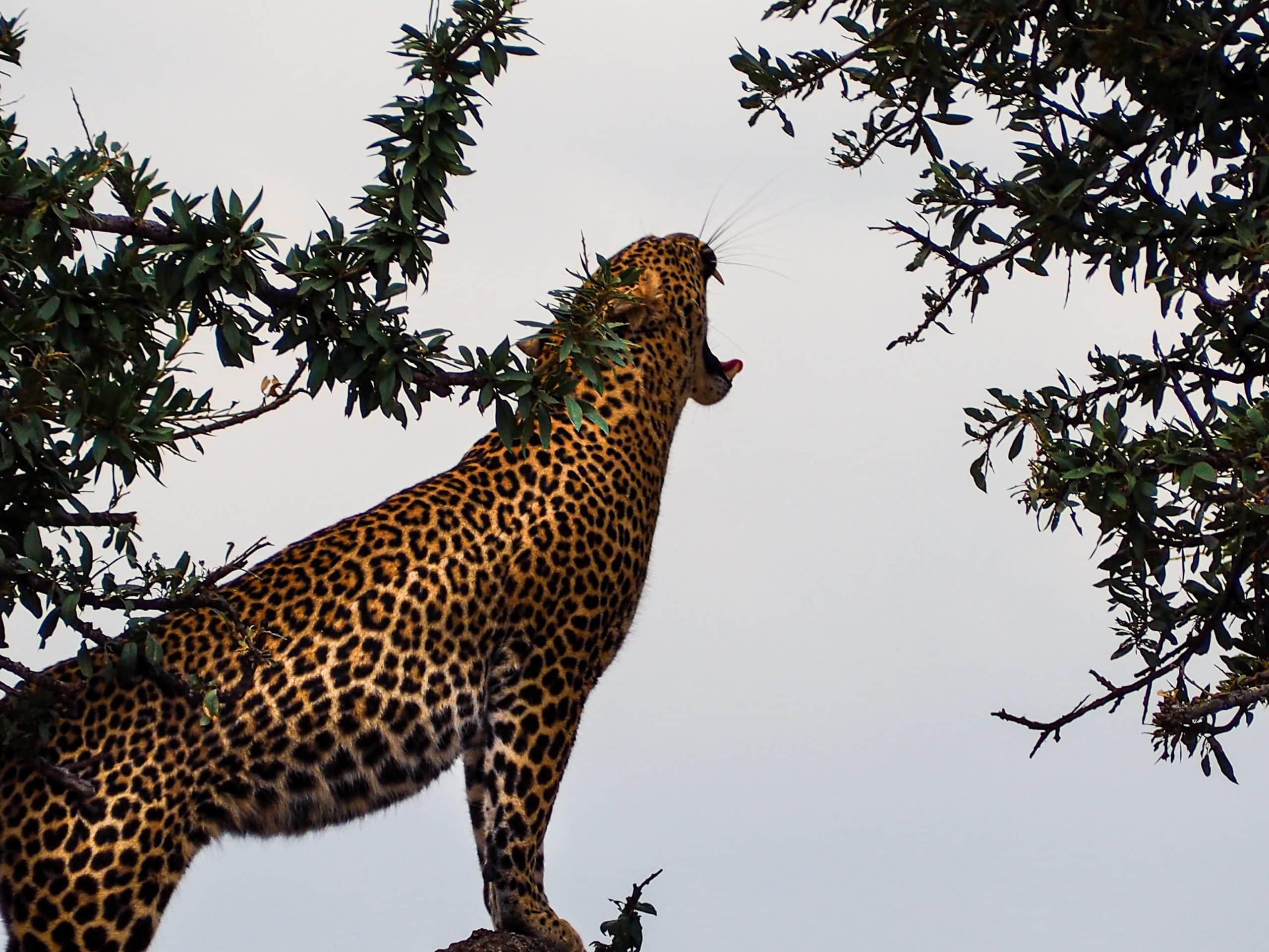 Jaguar, der oben auf einem Baum steht und in die Luft brüllt. Artenvielfalt