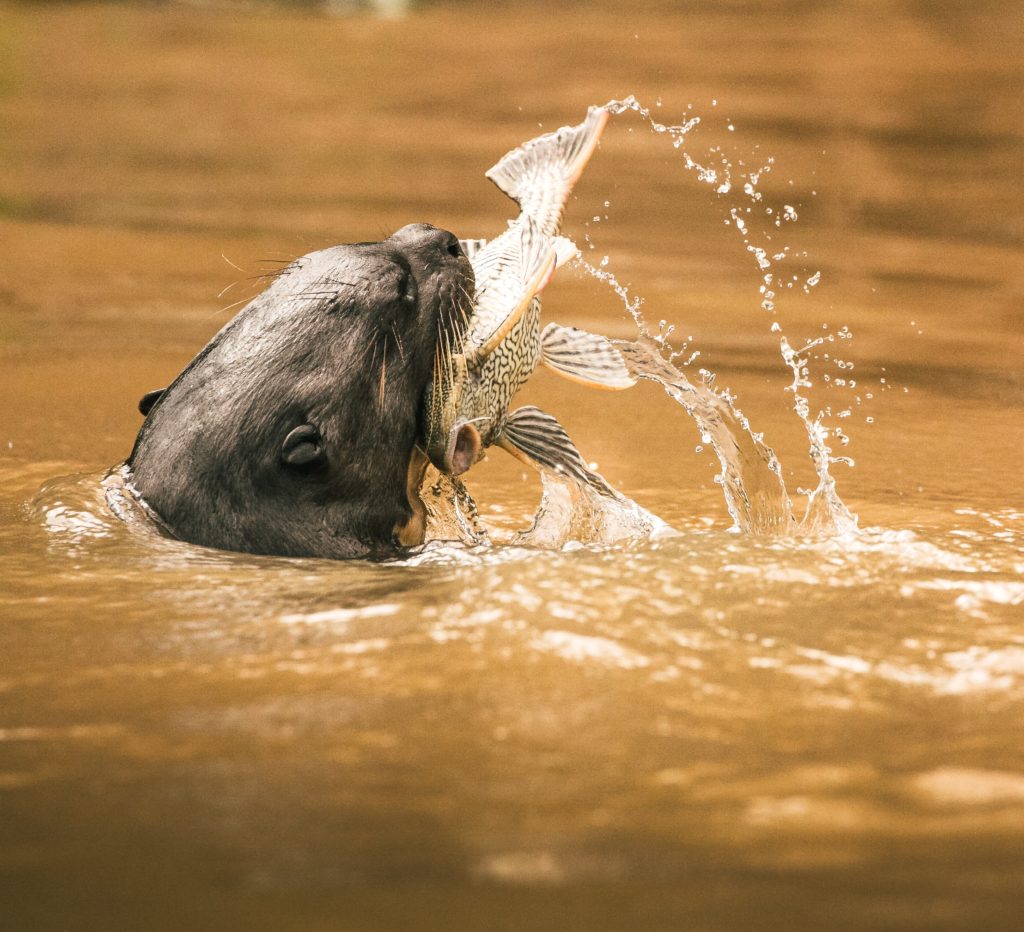 Ein Otter im Wasser, der gerade einen Fisch gefangen hat