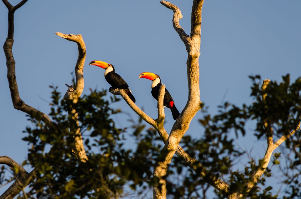 Zwei Tukan Vögel sitzen nebeneinander in einer Baumkrone