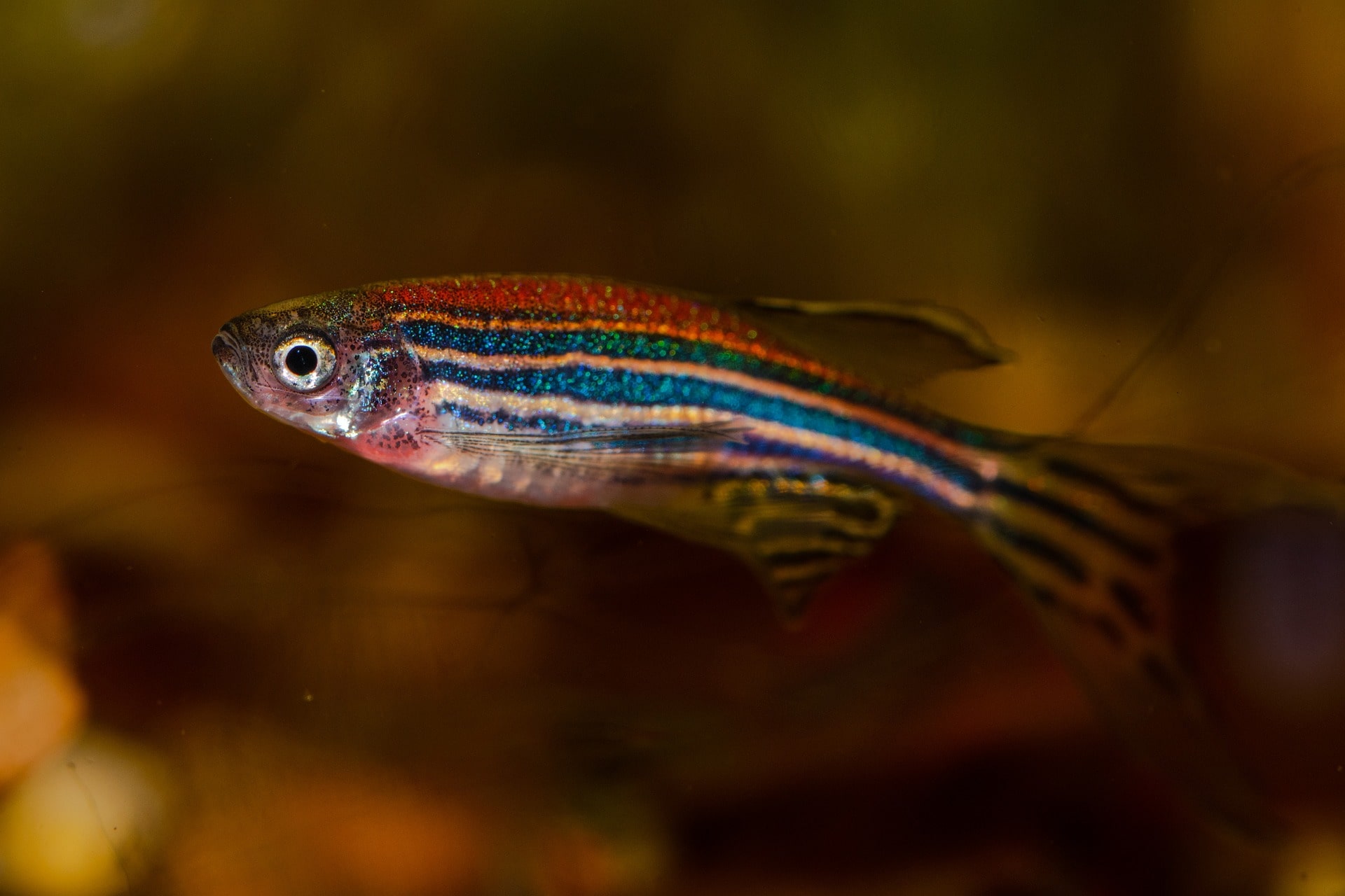 Zebrafisch
