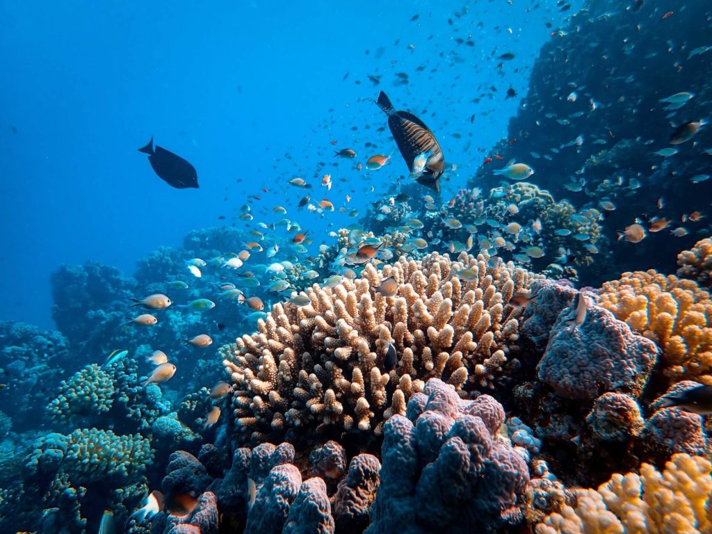 Korallenriff mit vielen Fischen