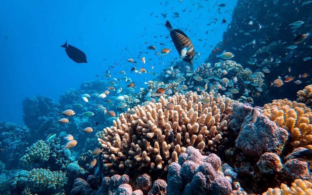 Good News Flash: Unberührte Tiefseekorallenriffe in Galápagos-Meeresschutzgebiet