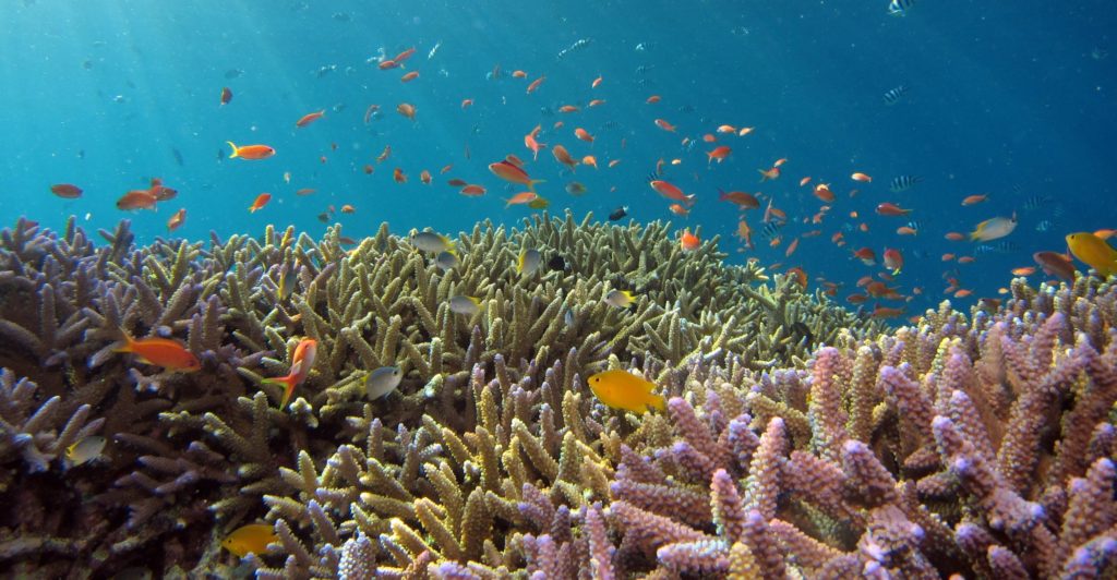 Korallenriff und Fische