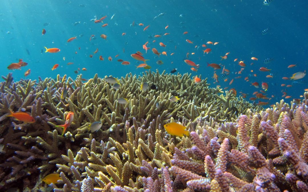 Schutz vor Korallenkrankheit: Bakterien retten Korallen vor dem Absterben