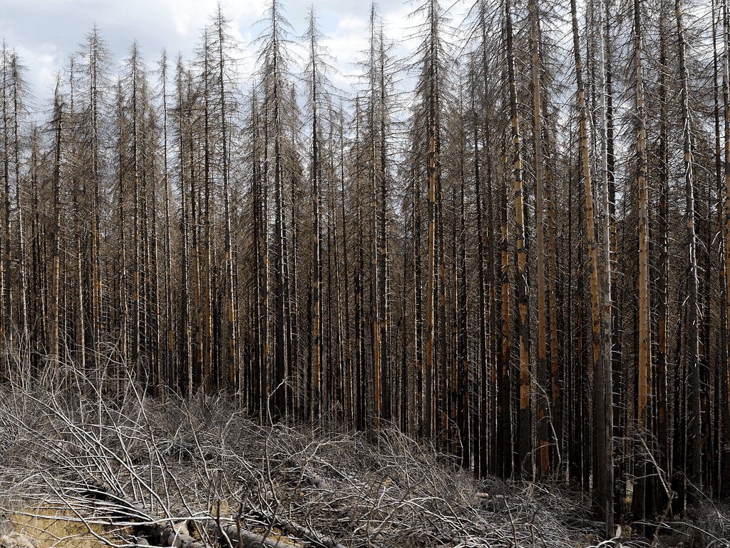 Toter Wald - zerfressen von Borkenkäfern 