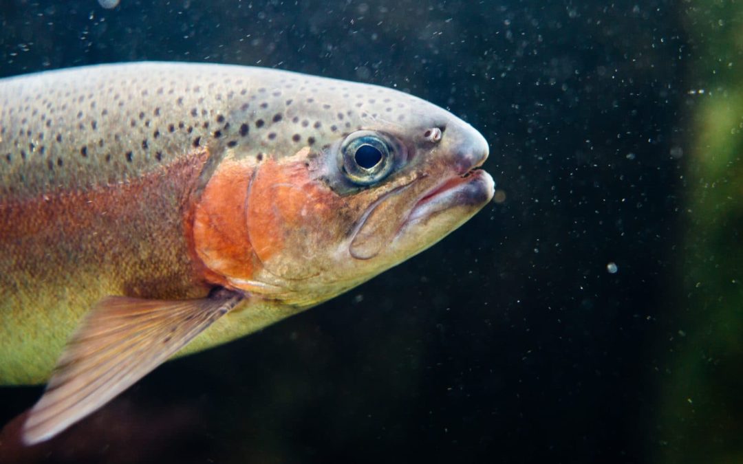 Digitale Fisch-Türklingel erleichtert Fischen das Laichen