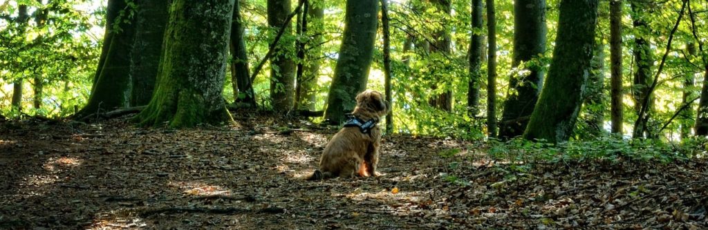 Spürhunde sitzen im Wald