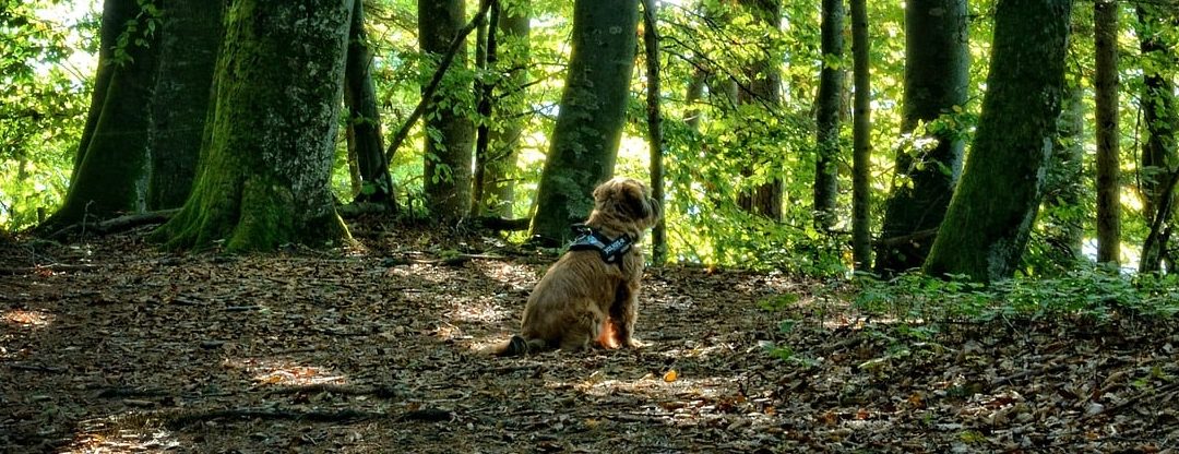 Borkenkäfer-Spürhunde helfen bei der Rettung der Fichtenwälder