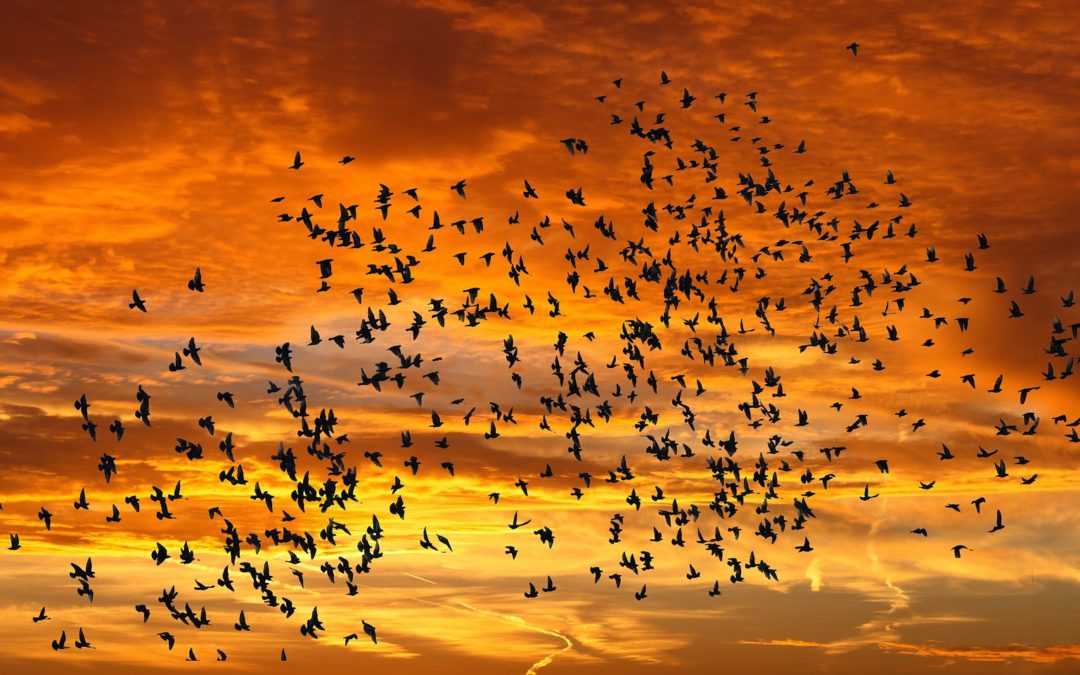 Was wir von Vogelschwärmen über Nachhaltigkeit lernen