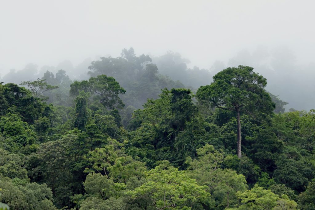 Baumkronen im Regenwald