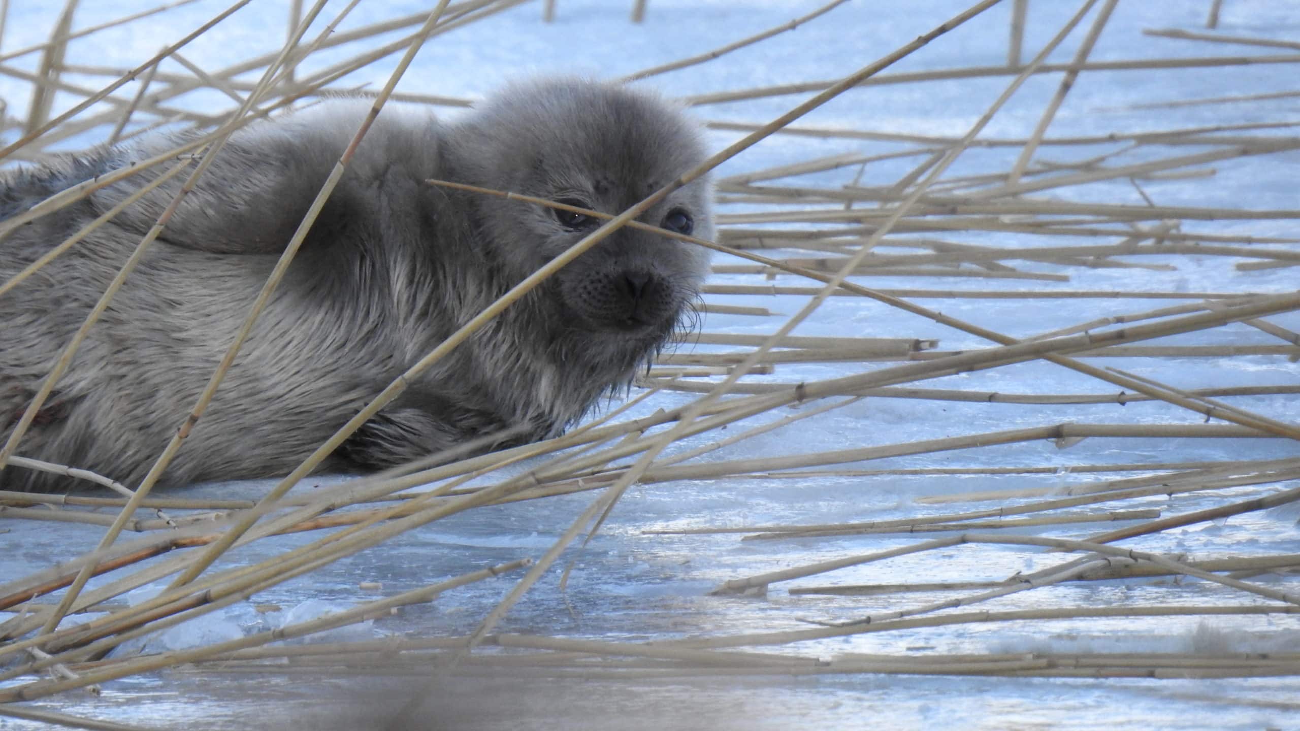 Eine junge Saimaa-Ringelrobbe. Sie hat noch ganz flauschiges Fell und liegt entspannt am Strand des Sees