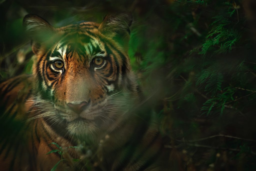 Bengal-Tiger bringt die Artenvielfalt zurück
