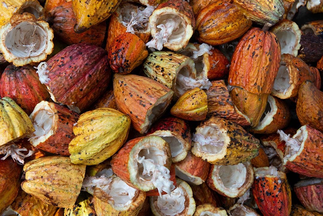 Foto von einer großen Sammlung leerer Kakaofrüchte, die als Lebensmittelrest oft im Müll landen.