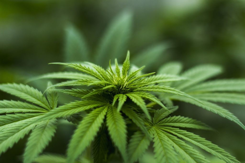 Hanf / Cannabis Pflanze