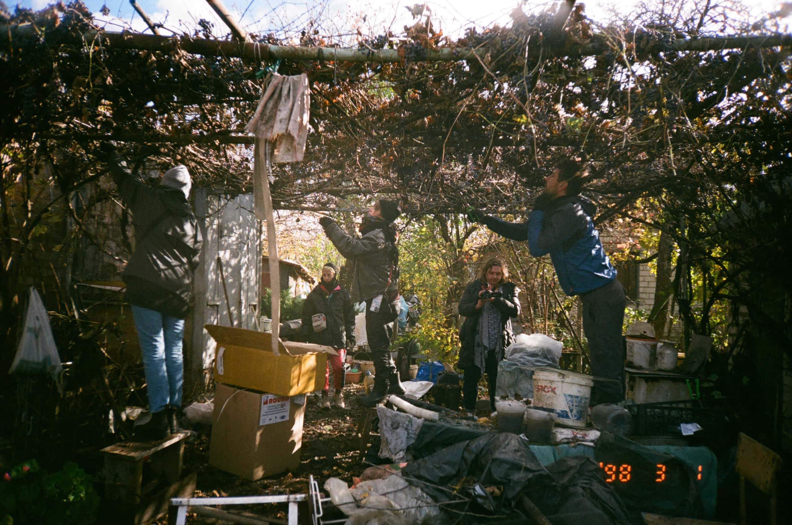 Bei der Weinlese in Izium. Foto: Decoupage