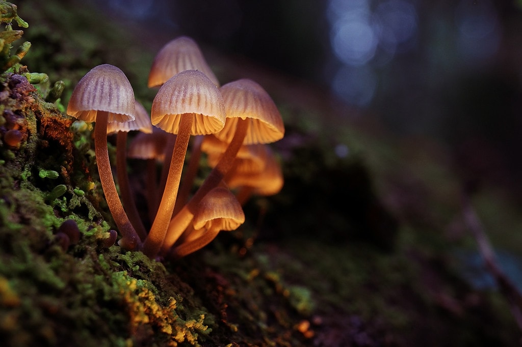 psilocybin – "Magic Mushrooms" Psychedelika