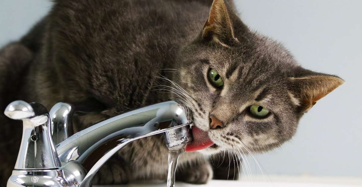 Katze Leitungswasser Großigkeiten