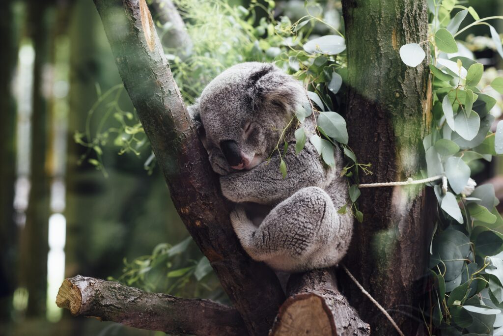 Koala Quelle: Pixabay