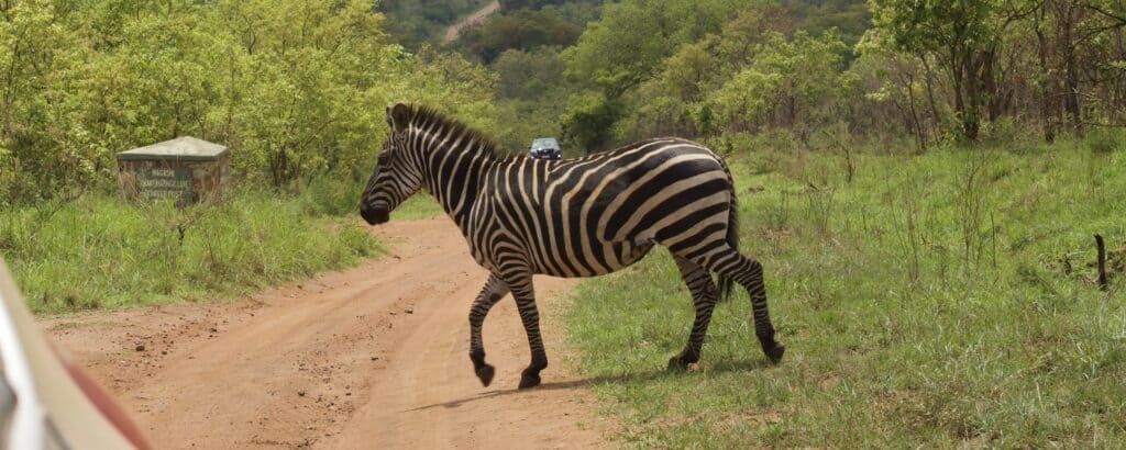Der Akagera-Nationalpark in Ruanda ist ein beeindruckendes Beispiel für erfolgreichen Naturschutz, der Tier und Mensch zugutekommt.