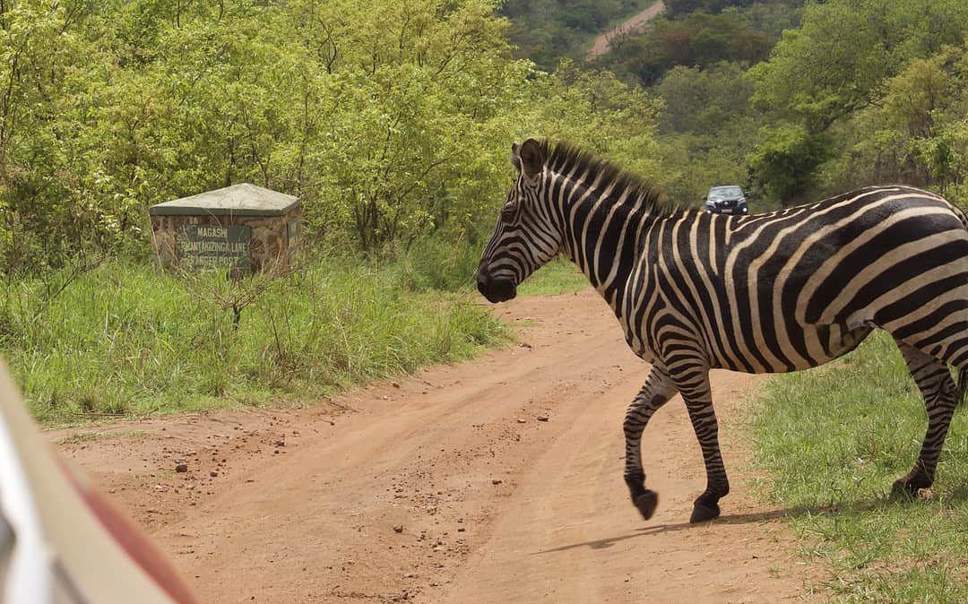 Akagera-Nationalpark: Erfolgsgeschichte für Tier und Mensch