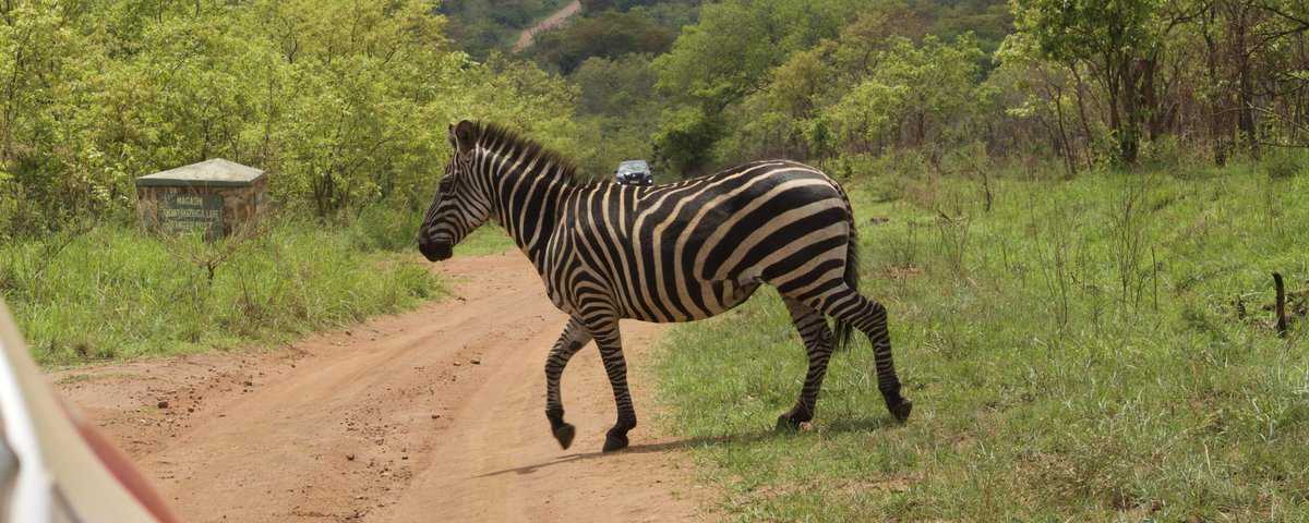 Der Akagera-Nationalpark in Ruanda ist ein beeindruckendes Beispiel für erfolgreichen Naturschutz, der Tier und Mensch zugutekommt.