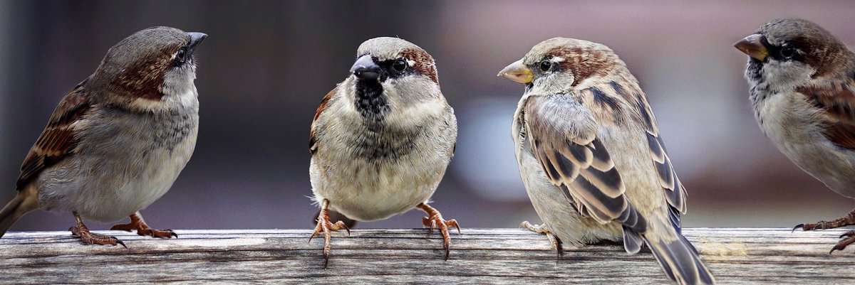 Spatzen Vögel