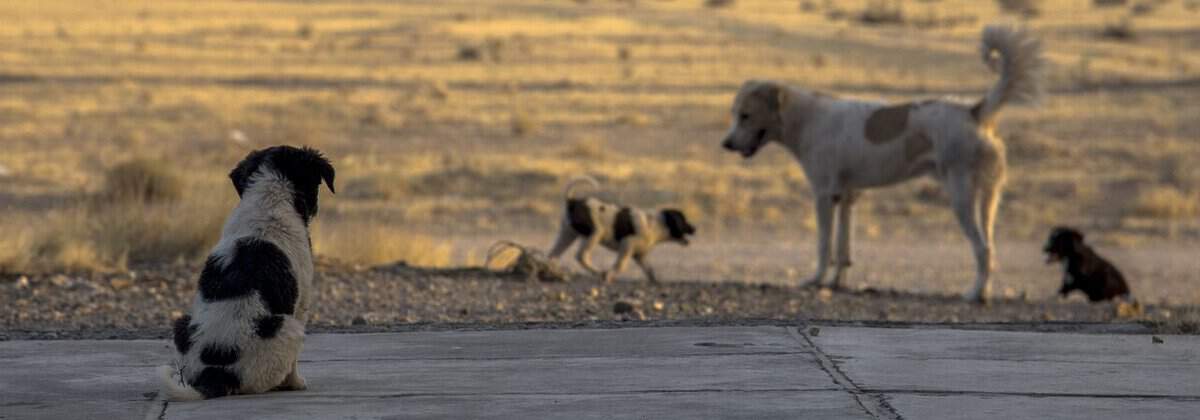 Streunende Hunde sitzen auf der Straße.