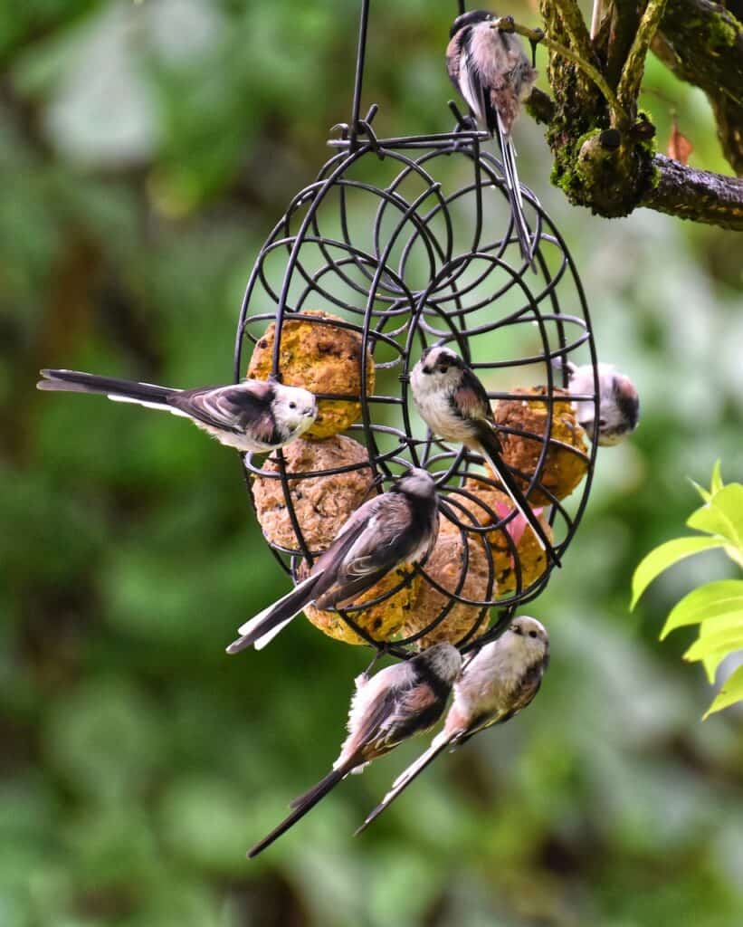 Vögel picken an Meisenknödel