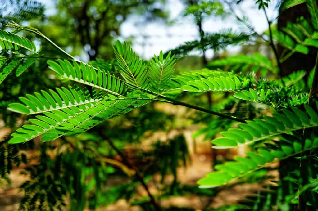 Mannheim hat bald einen besonderen Wald: Einen Tiny Forest, Mikrowald, der auf kleiner Fläche einen großen Beitrag für Klima und Artenschutz leisten kann.