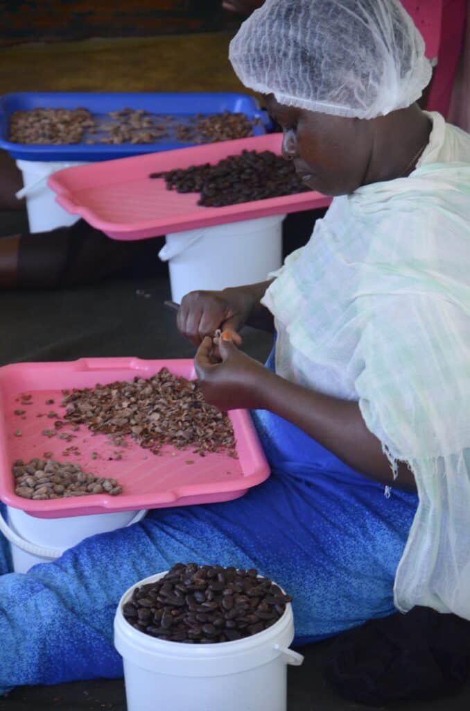 Produktion der rohen Kakaobohnen für Cacao Collectors