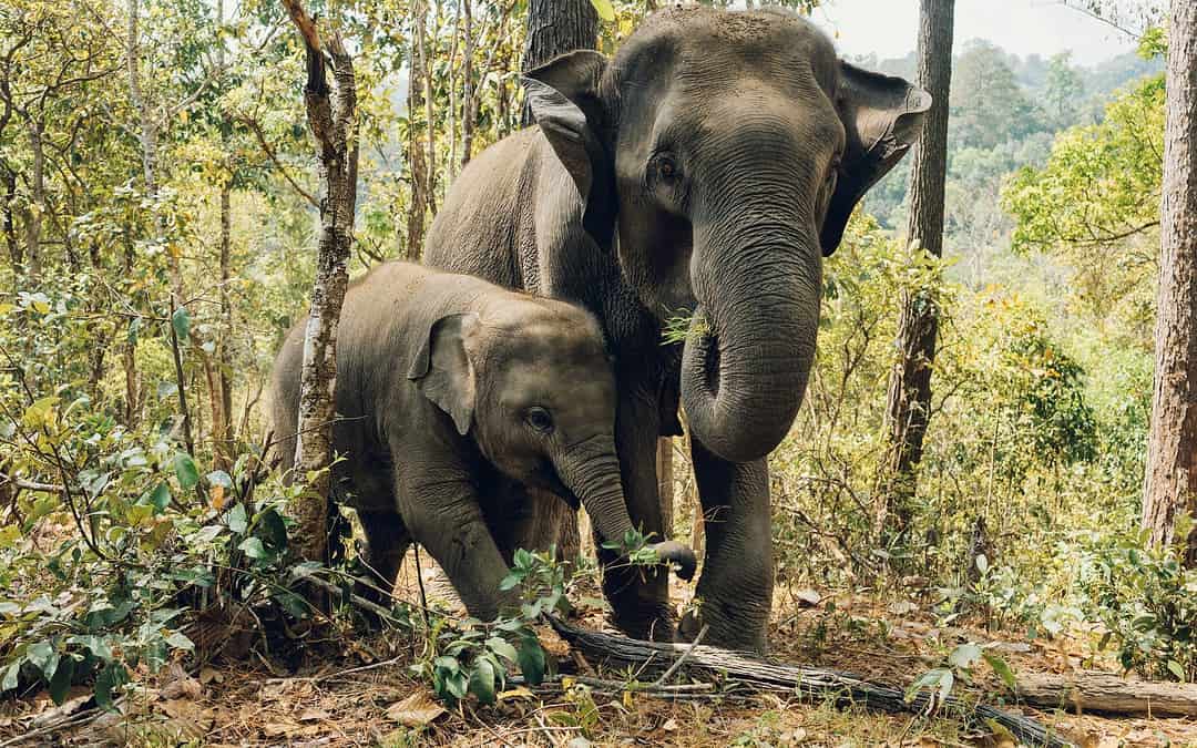 Bangladeschs stark gefährdete Asiatische Elefanten erhalten gerichtlichen Schutz