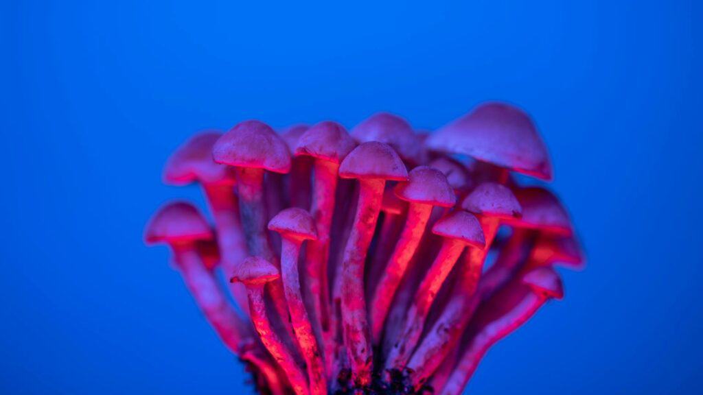 Magic_Mushrooms