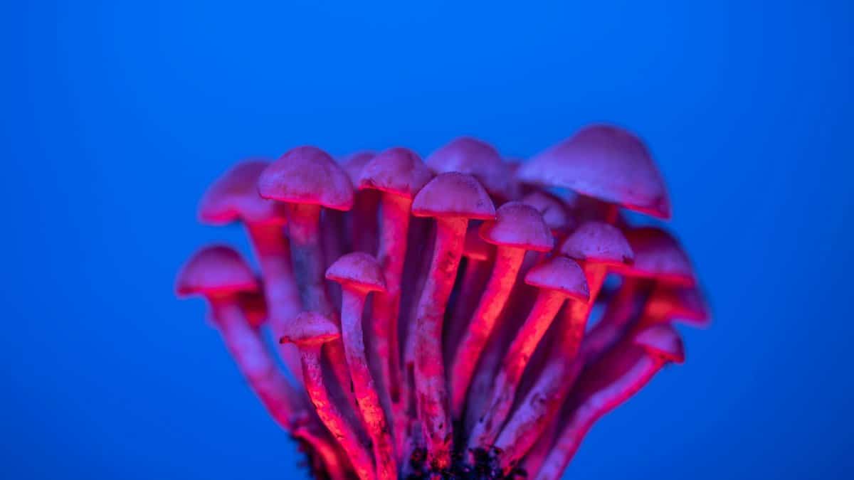Magic_Mushrooms