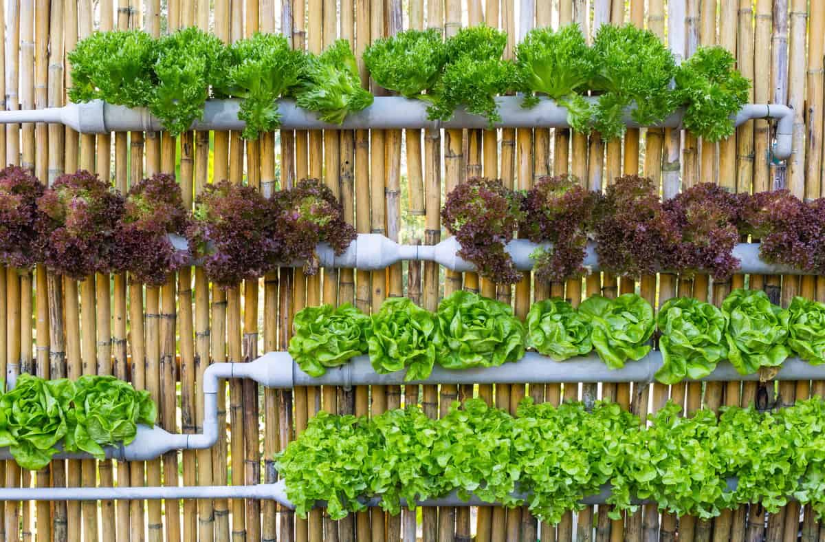 In unserer Serie „Nachbarn für Nachbarn” stellen wir euch regelmäßig Nachbarschaftsprojekte vor, die von der nebenan.de Stiftung gefördert werden. In Folge 2 geht es um Vertical Farming in einem Nachbarschaftshaus in Berlin.