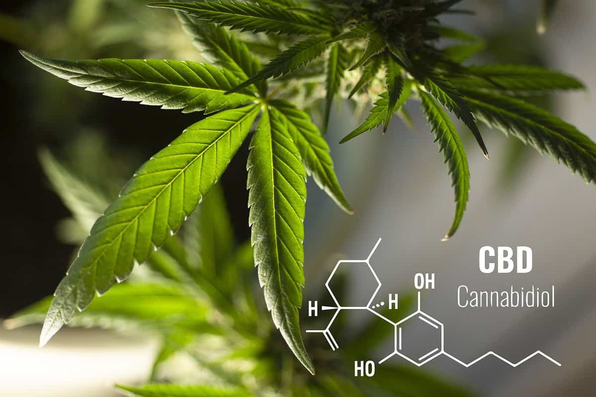 CBD in der Schmerztherapie